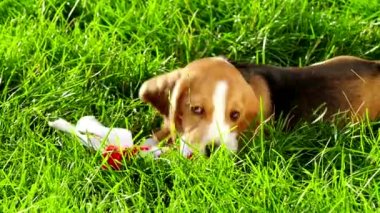 Oyuncakla oynarken doğal yeşil bir arka plan üzerinde beagle göster