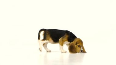 Beyaz arka plan üzerinde Sevimli Beagle Puppy. yakın çekim, Yavaş çekim