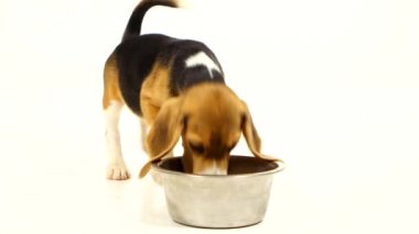 Sevimli beagle köpek yavrusu beyaz arka plan üzerinde bir çanak yeme