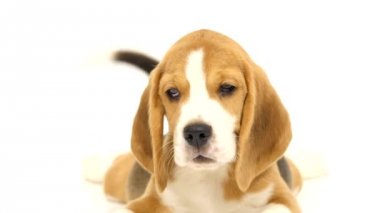 Sevimli Beagle Puppy Bu stüdyonun katta yatıyor