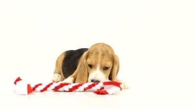 Beagle köpekleri kırmızı sopa koklama