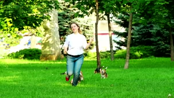 Beagle dogs running across the grass summer day.  Slow motion — Stock Video