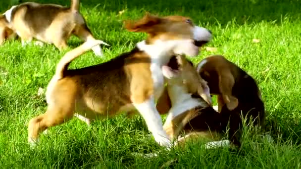 Felices perros beagle en Park. Movimiento lento — Vídeos de Stock