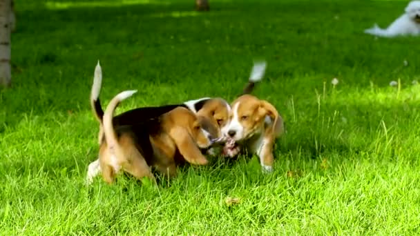 Yaz Parkı'ndaki mutlu beagle köpekleri. Yavaş çekim — Stok video