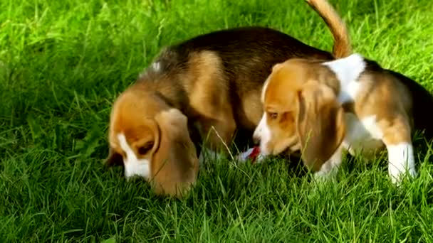 Felices perros beagle en Park. Movimiento lento — Vídeos de Stock