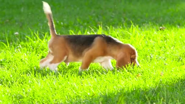 Beagle puppy met een edele houding ligt rustig in het gras — Stockvideo