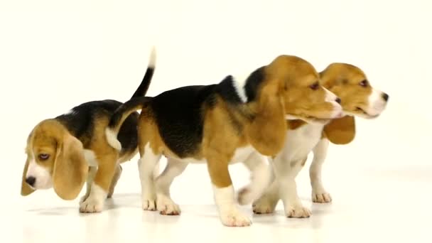 Puppy beagle sobre un fondo blanco. Movimiento lento — Vídeos de Stock