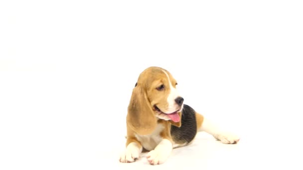 Schattige beagle puppy over witte achtergrond. Close-up — Stockvideo