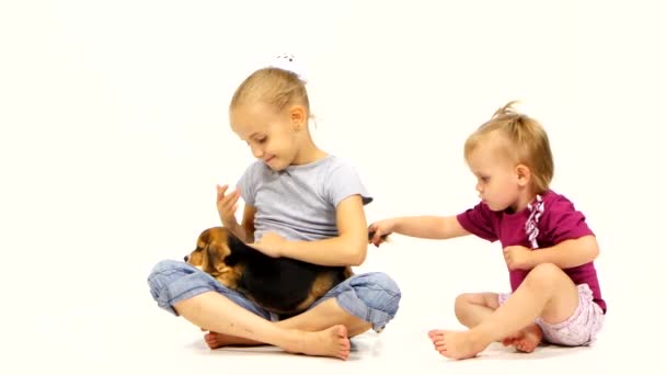 Ein Baby mit Beagle-Welpen auf weißem Hintergrund — Stockvideo