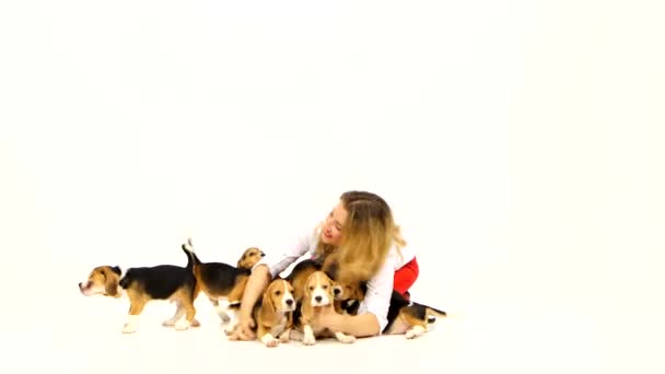 Mulher com filhote de cachorro bonito beagle em um fundo branco — Vídeo de Stock