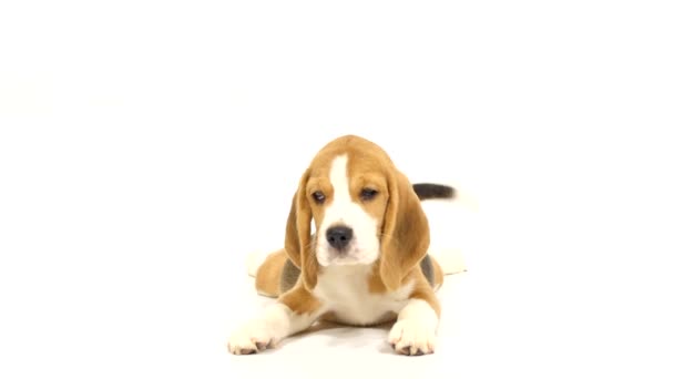 Bonito filhote de cachorro beagle sobre fundo branco. de perto — Vídeo de Stock