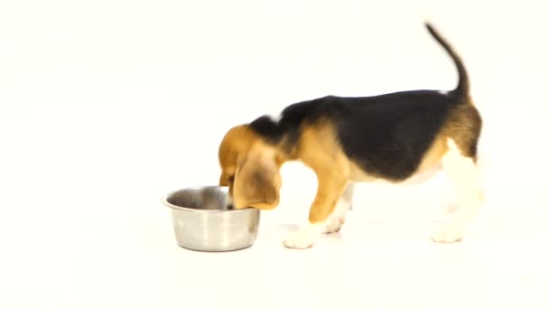 Beagle cachorro comer comida seca sobre fondo blanco — Vídeo de stock
