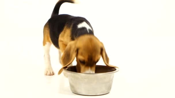 Cute beagle puppy eating from a dish over white background — Stock Video