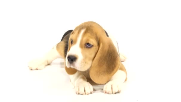 Lindo cachorro Beagle Se encuentra en el suelo del estudio — Vídeos de Stock