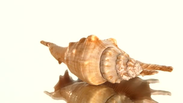 Coquille de mer sur blanc, rotation, réflexion — Video