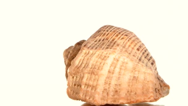 Ronde zee schelp op witte, rotatie, close-up — Stockvideo