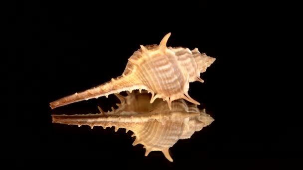 Prickly sea shell on black, rotation, reflection, close up — Stock Video