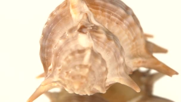 Prickly sea shell on white, rotation, reflection, close up — Stock Video