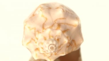 Deniz deniz kabuğu izole beyaz, dönme, yansıma, yakın çekim