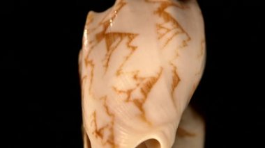 Deniz deniz kabuğu izole siyah, dönme, yansıma, yakın çekim