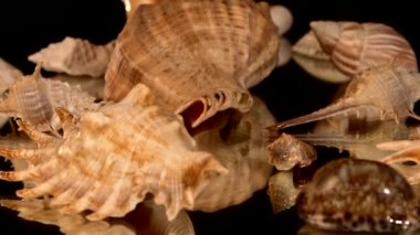 Bir sürü deniz kabukları siyah, dönme, yansıma