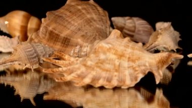 Siyah, dönme, yansıma, deniz kabukları çok yakın çekim