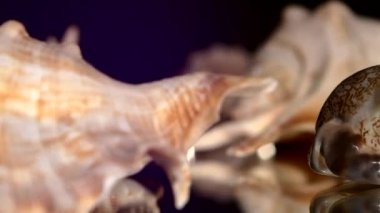 Bir sürü farklı deniz kabukları siyah, dönme, yansıma, yakın çekim