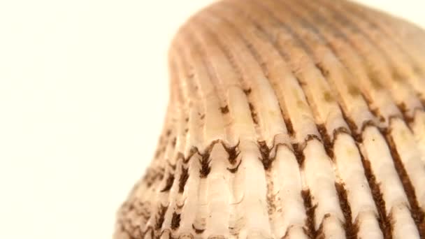 Colorful sea shell isolated on a white, close up, rotation — Stock Video