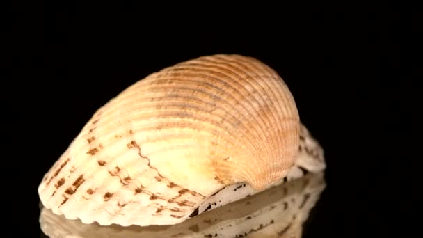 Kleurrijke zee shell geïsoleerd op een zwarte, rotatie — Stockvideo