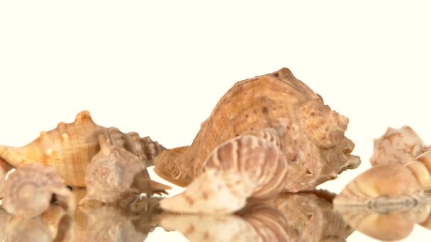 Um monte de conchas marinhas em branco, rotação, reflexão — Vídeo de Stock