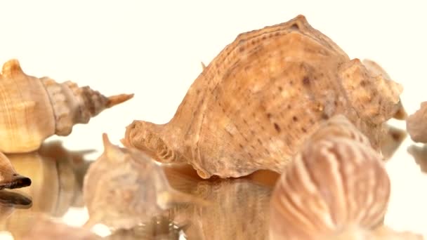 Una gran cantidad de conchas de mar en blanco, rotación, reflexión, de cerca — Vídeos de Stock
