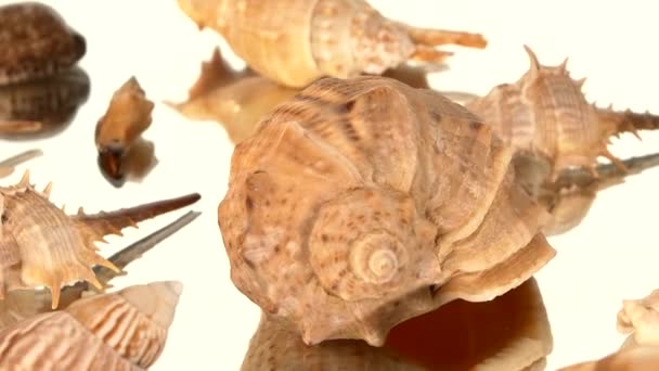 Beaucoup de coquillages sur blanc, rotation, réflexion, gros plan, came se déplace vers la gauche — Video