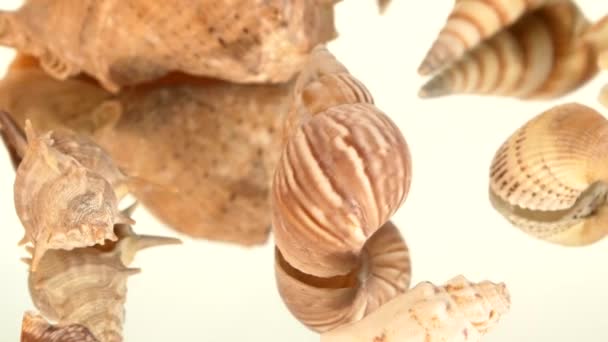 Um monte de conchas marinhas castanhas claras em branco, rotação, reflexão, close-up, cames para a esquerda — Vídeo de Stock