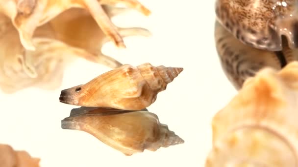 Um monte de conchas marinhas marrons em branco, rotação, reflexão, close-up, cam move-se para a esquerda — Vídeo de Stock