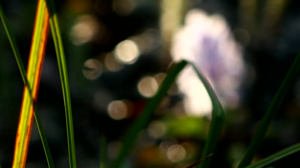 Hermosas flores azules de verano de cerca — Vídeos de Stock