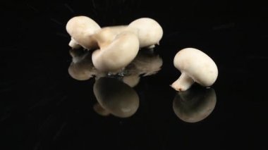 Su siyah arka plan ile masaya Sonbahar mantar. Champignon. Yavaş çekim