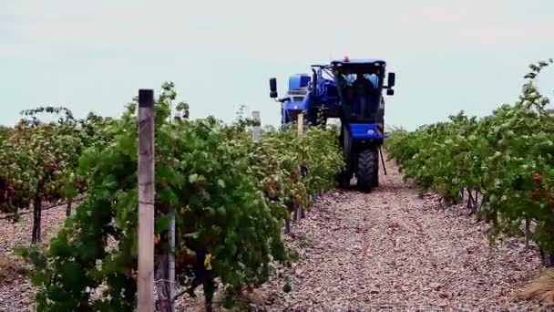Máquina para recoger las uvas de vino — Vídeo de stock
