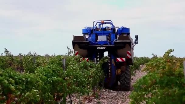 Máquina para pegar as uvas de vinho — Vídeo de Stock