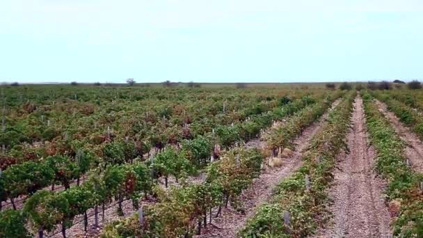 Belo campo de uva — Vídeo de Stock