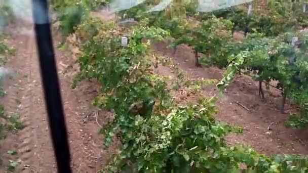 Campo de uvas. Vista da máquina para escolher — Vídeo de Stock