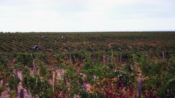 Красивое виноградное поле — стоковое видео