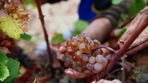 Сбор винограда закрывать руки — стоковое видео