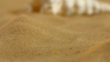 Olağandışı okyanus kabuğu, beyaz, kum, arka ışık, yakın çekim, rotasyon, odak dinamik değişim