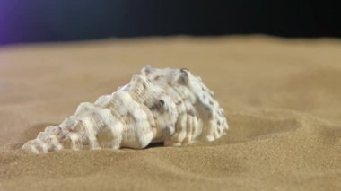 Sıradışı deniz kabuğu, beyaz, kum, siyah, yakın çekim, rotasyon