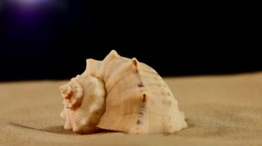 Kum üzerinde olağandışı deniz deniz kabuğu, siyah, rotasyon, yakın