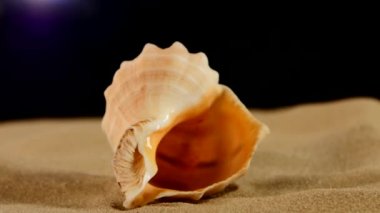 Kum üzerinde olağandışı deniz deniz kabuğu, siyah, rotasyon, makro, yakın