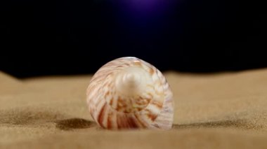 Kum üzerinde olağandışı pembe deniz deniz kabuğu, rotasyon, yakın