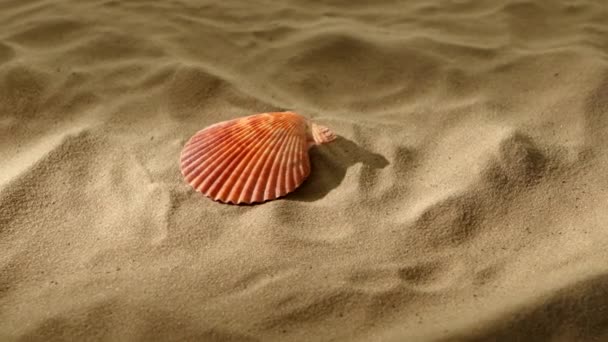 Conchas de mar, rosa, sobre arena, sombra, rotación — Vídeos de Stock