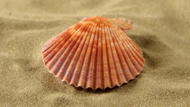 Sea shells, pink, on sand, rotation, close up — Stock Video