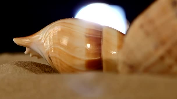 Amazing sea shell, pink, on sand, black, back light, shadow, rotation — Stock Video